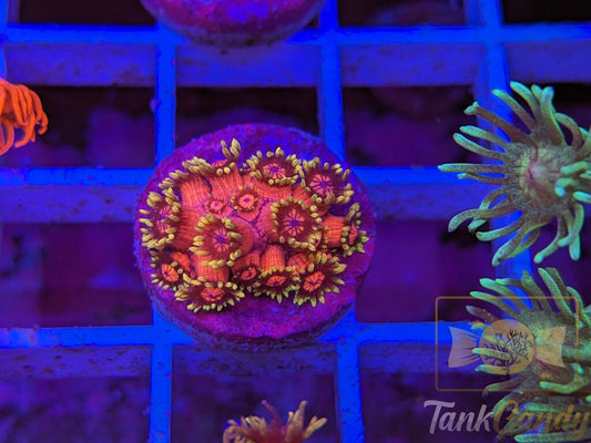 BigR Date Night Goni RARE WYSIWYG GE2