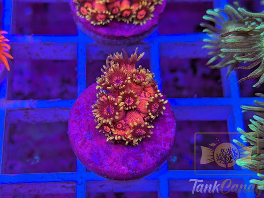 BigR Date Night Goni RARE WYSIWYG GE3