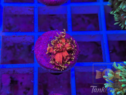 BigR Date Night Goni RARE WYSIWYG GE4