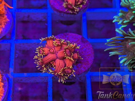 BigR Date Night Goni RARE WYSIWYG GE5