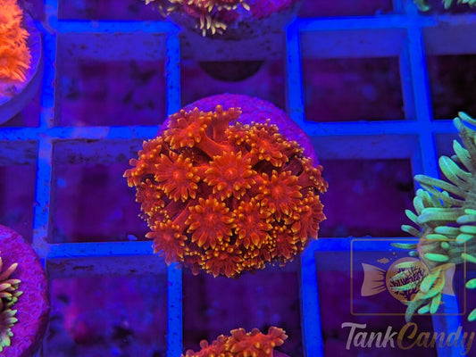 BLA Crown Of Thorns Goni WYSIWYG GE6