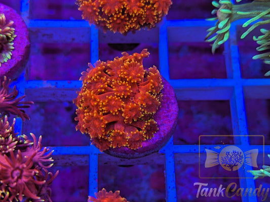 BLA Crown Of Thorns Goni WYSIWYG GE7