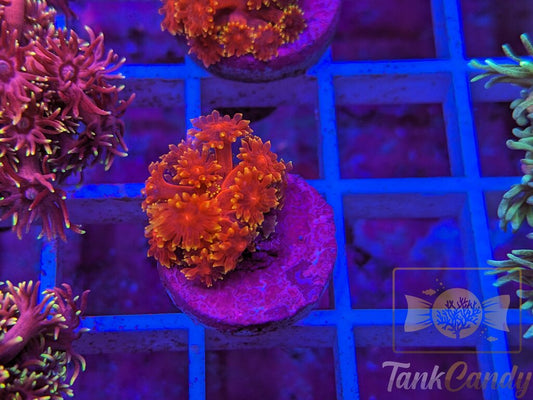 BLA Crown Of Thorns Goni WYSIWYG GE8