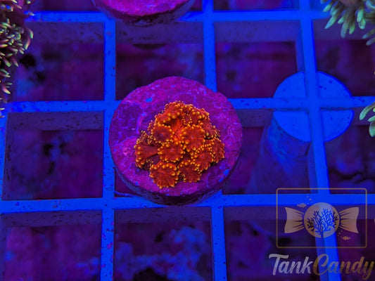 BLA Crown Of Thorns Goni WYSIWYG GE9