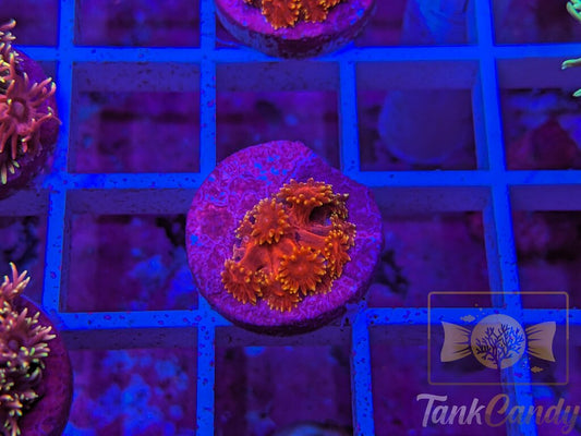 BLA Crown Of Thorns Goni WYSIWYG GE10