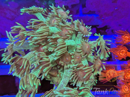 TC Grasshopper Goni XL WYSIWYG GF1