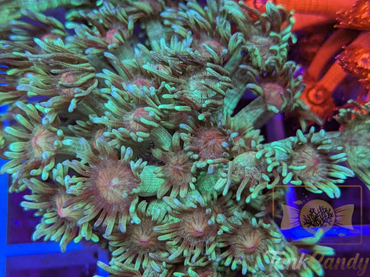 TC Grasshopper Goni XL WYSIWYG GF3