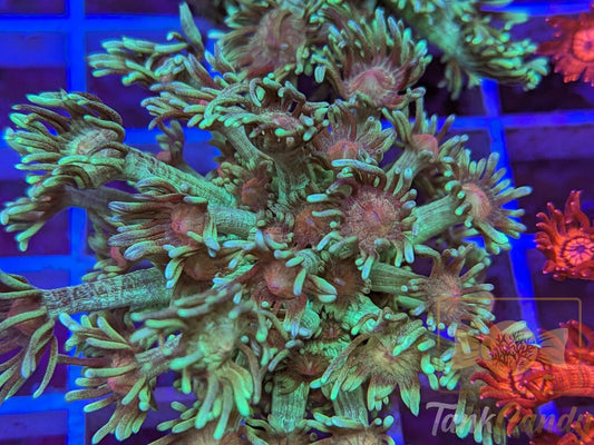 TC Grasshopper Goni XL WYSIWYG GF4