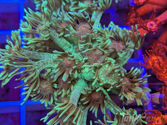 TC Grasshopper Goni XL WYSIWYG GF5