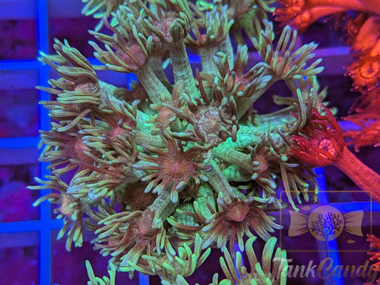 TC Grasshopper Goni XL WYSIWYG GF6