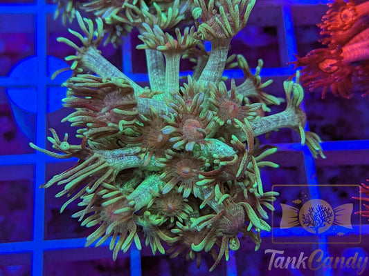 TC Grasshopper Goni XL WYSIWYG GF7