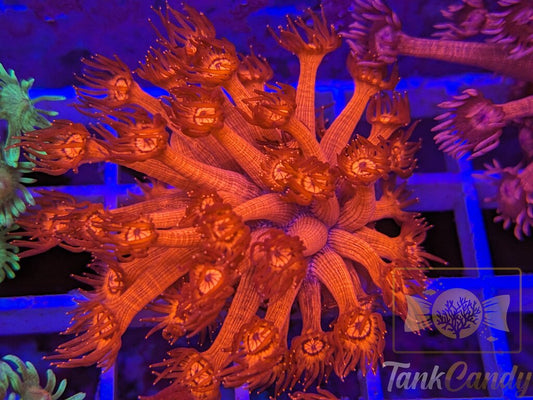 Insane UC Red Glitter Tips Goni XL WYSIWYG GG1