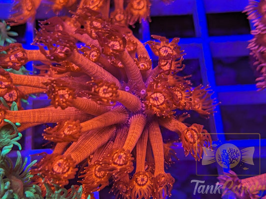 Insane UC Red Glitter Tips Goni XL WYSIWYG GG2