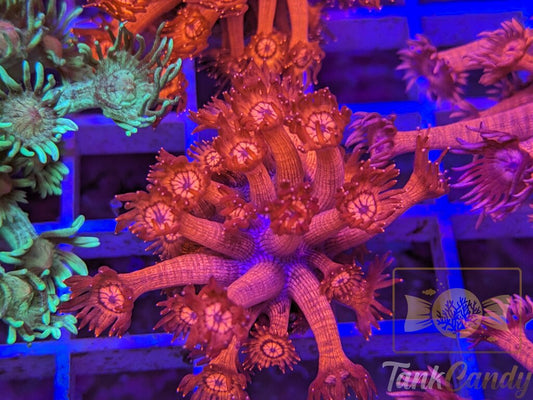 Insane UC Red Glitter Tips Goni XL WYSIWYG GG3