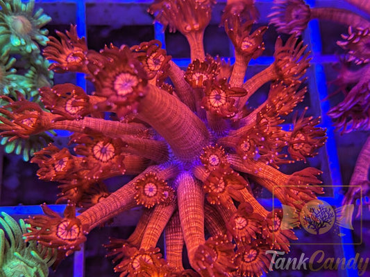 Insane UC Red Glitter Tips Goni XL WYSIWYG GG4