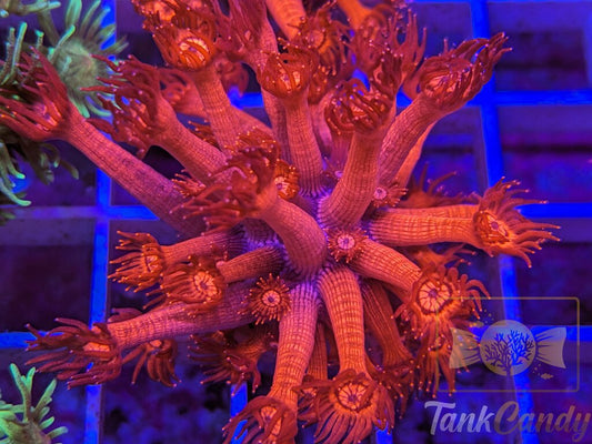 Insane UC Red Glitter Tips Goni XL WYSIWYG GG6