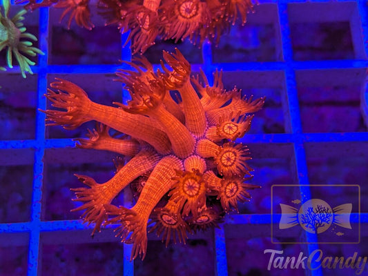 Insane UC Red Glitter Tips Goni XL WYSIWYG GG7