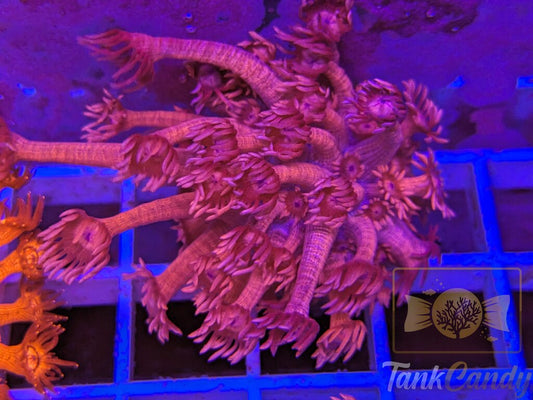 TC Red Dragon Goni XXL WYSIWYG GH1