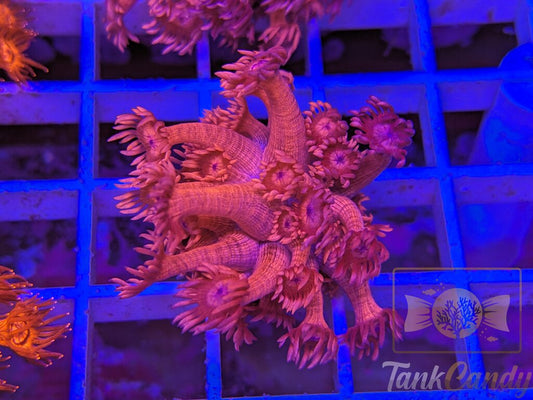 TC Red Dragon Goni WYSIWYG GH2