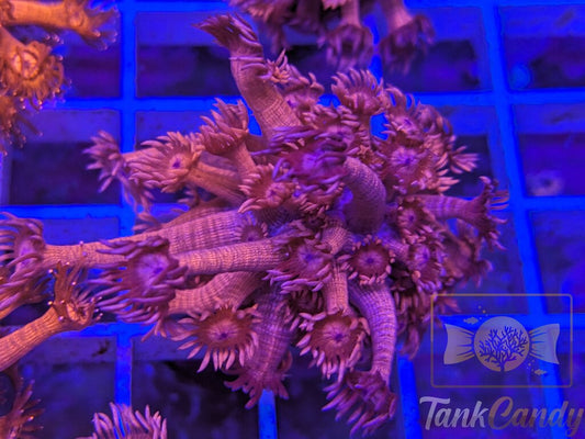 TC Red Dragon Goni XXL WYSIWYG GH3