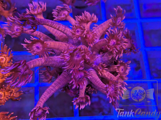 TC Red Dragon Goni XXL WYSIWYG GH4