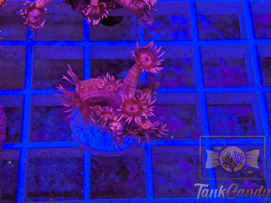 TC Red Dragon Goni WYSIWYG GH5