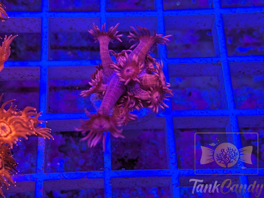 TC Red Dragon Goni WYSIWYG GH6