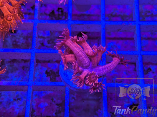 TC Red Dragon Goni WYSIWYG GH7