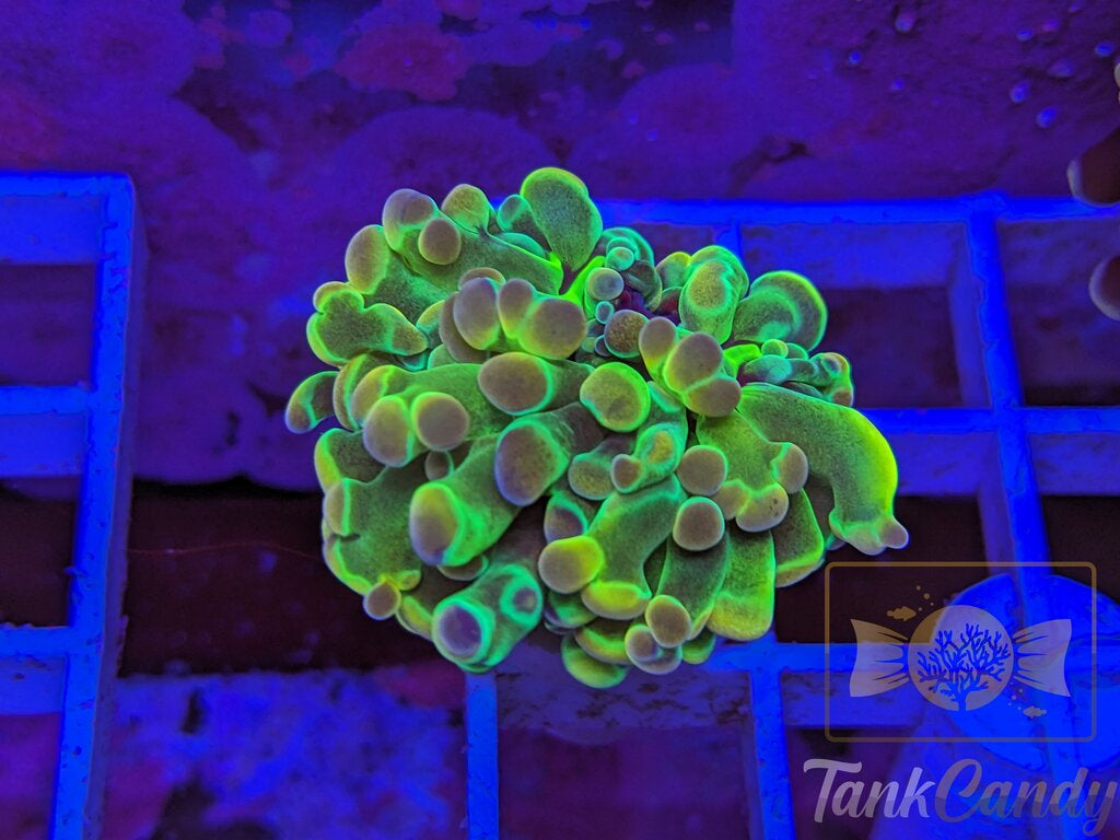 TC Yellow Hologram WYSIWYG HA1