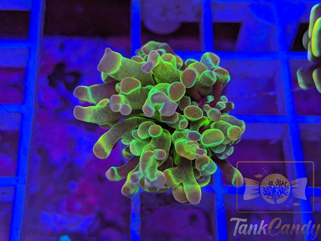 TC Yellow Hologram WYSIWYG HA2