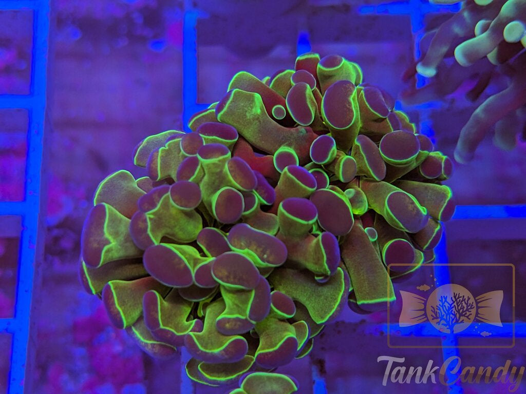 TC Hologram Hammer WYSIWYG HA7