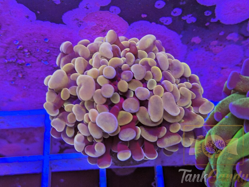 TC Peach Rings Hammer Double WYSIWYG HB1