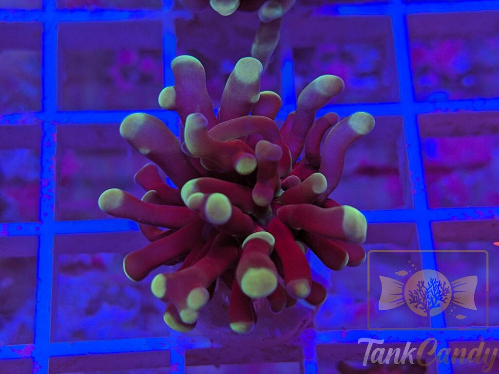 TC Bluey Hammer WYSIWYG HB9