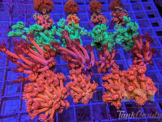 5 Piece Collector Goni Pack (FREE SHIPPING)