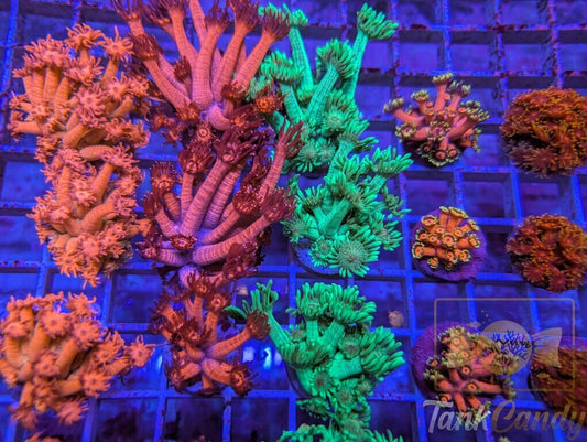 5 Piece Collector Goni Pack (FREE SHIPPING)