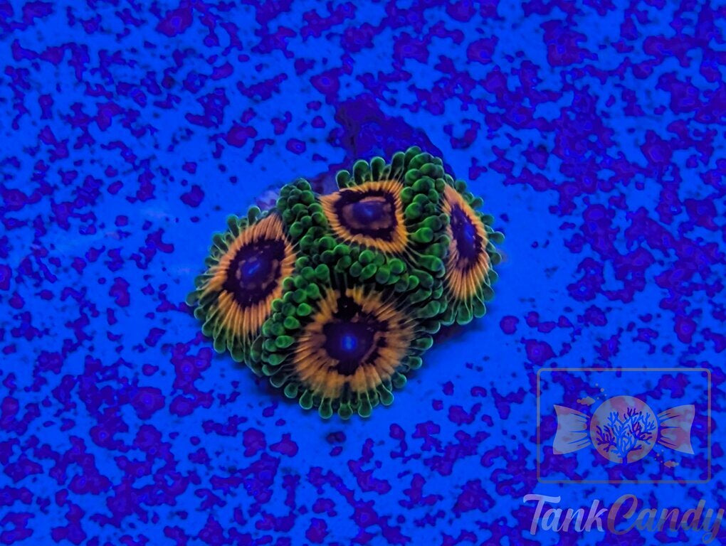 Hallucination Zoa
