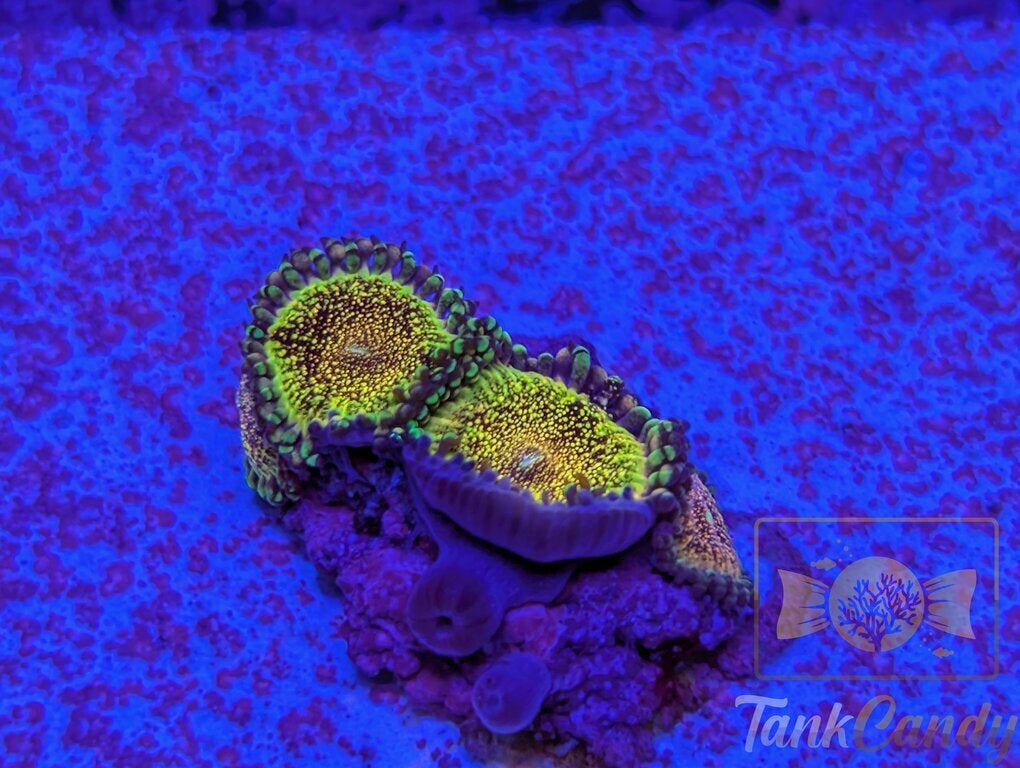 HR Deathstar Zoa