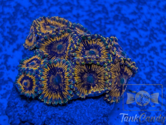 UC Evil Eye Zoa