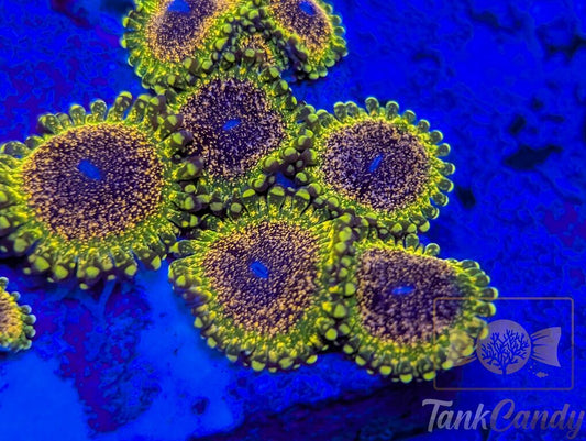Northern Lights Zoa