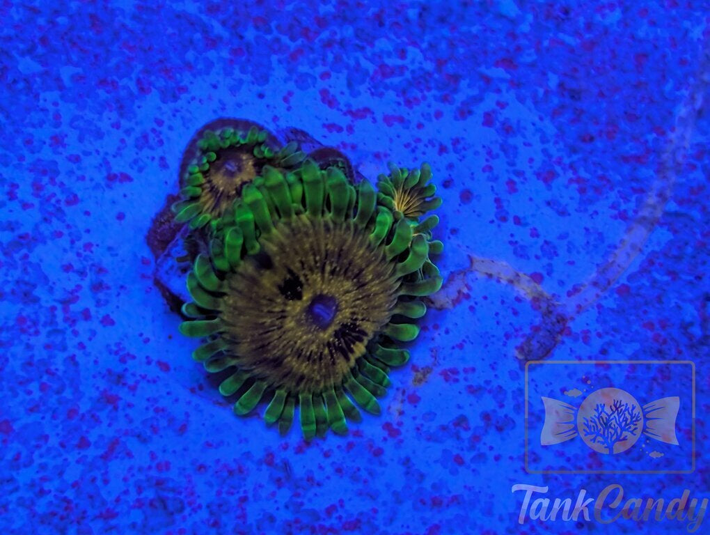 BBK Big Bird with Kermit Zoa