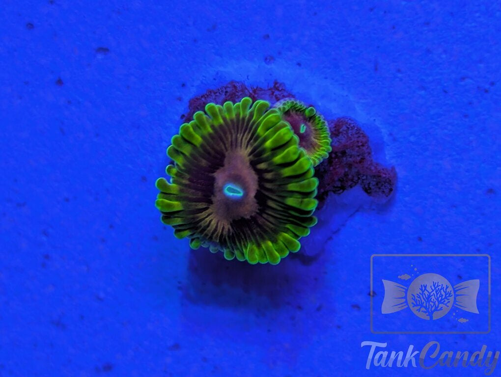 SBB Oscar the Grouch Zoa