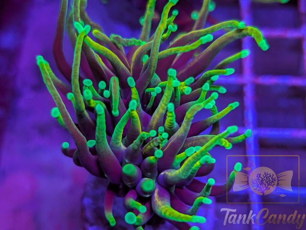 Hellfire Torch WYSIWYG TA4