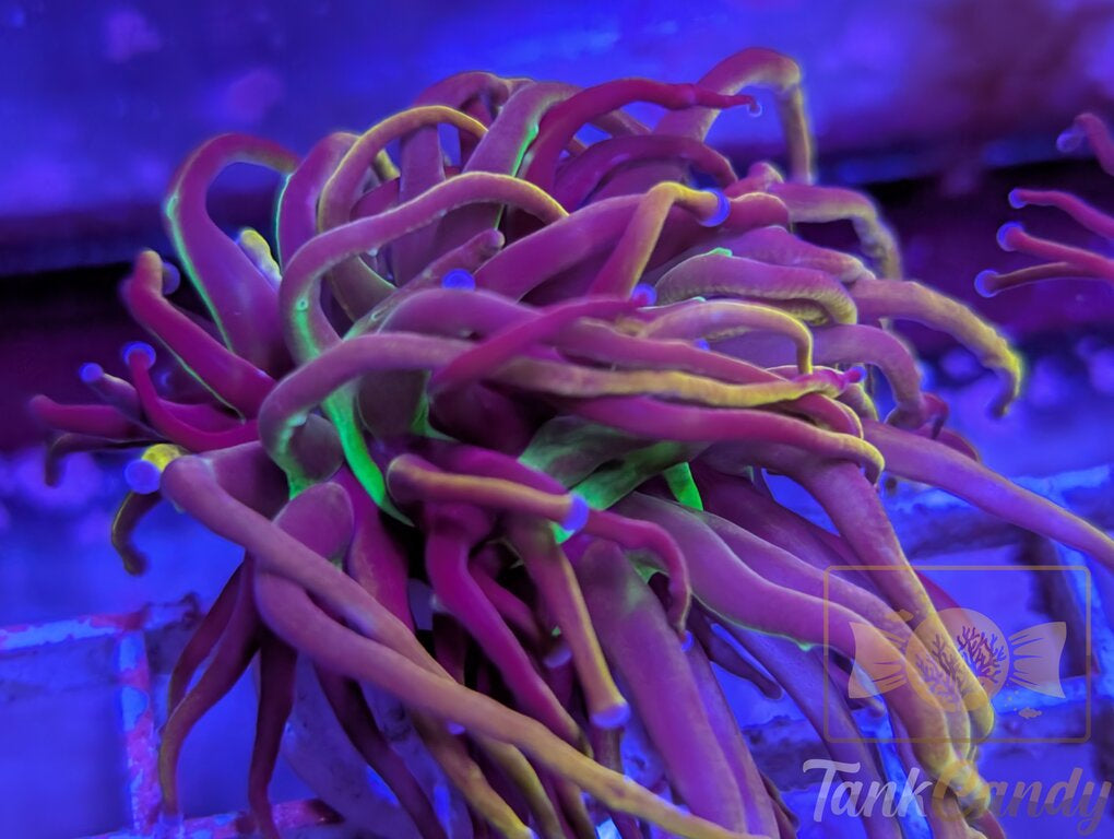 NY Nicks WYSIWYG TA8