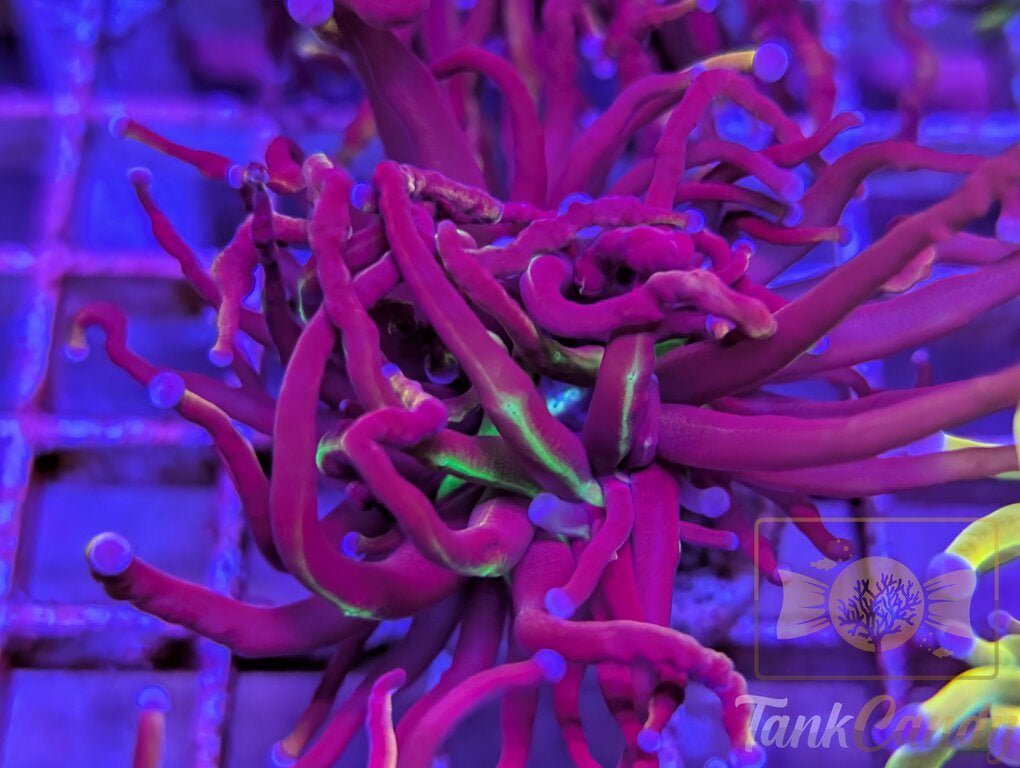 NY Nicks WYSIWYG TB2