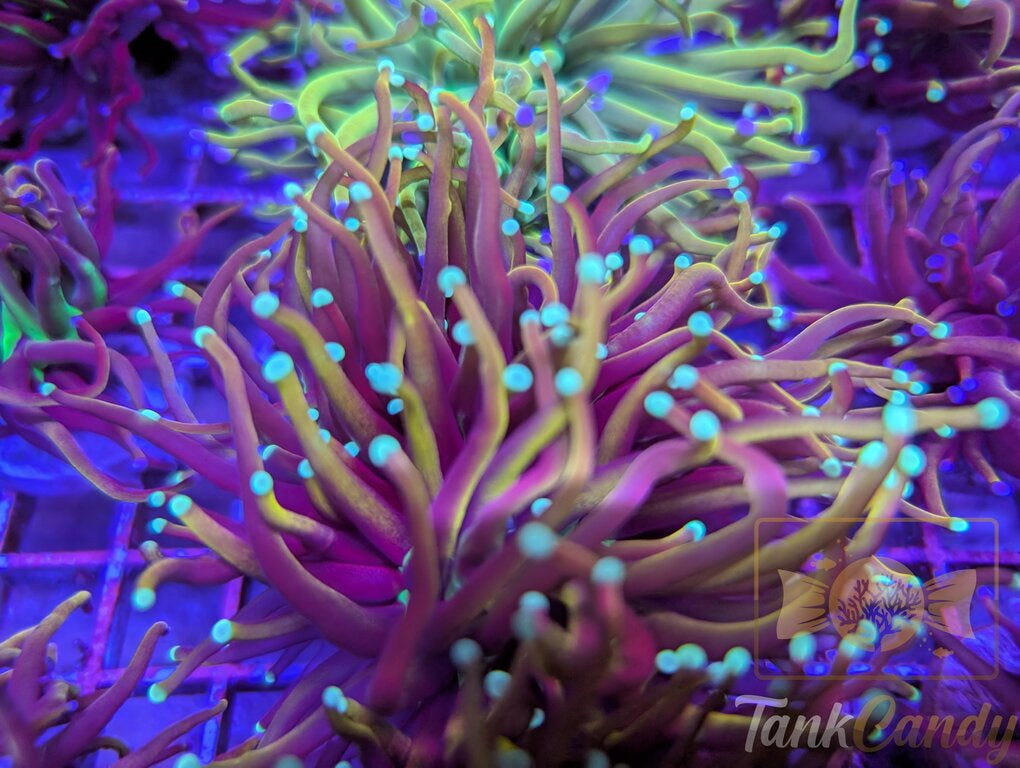 TC Orange Peel WYSIWYG TC3