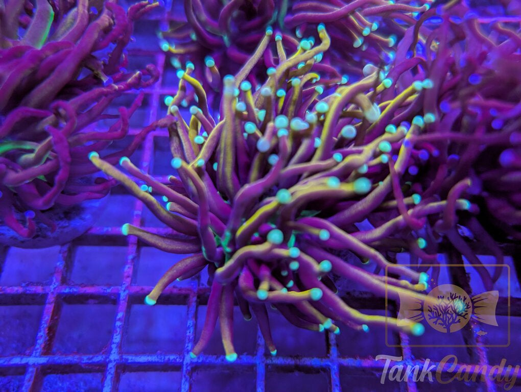 TC Orange Peel WYSIWYG TC6