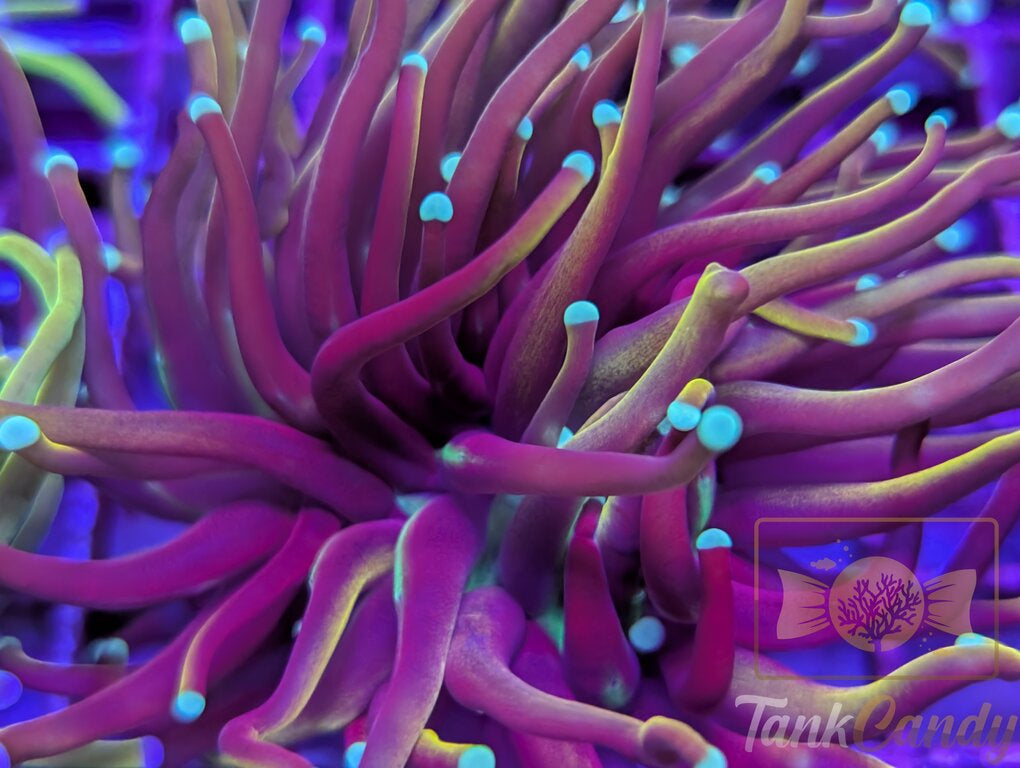 TC Orange Peel WYSIWYG TD2