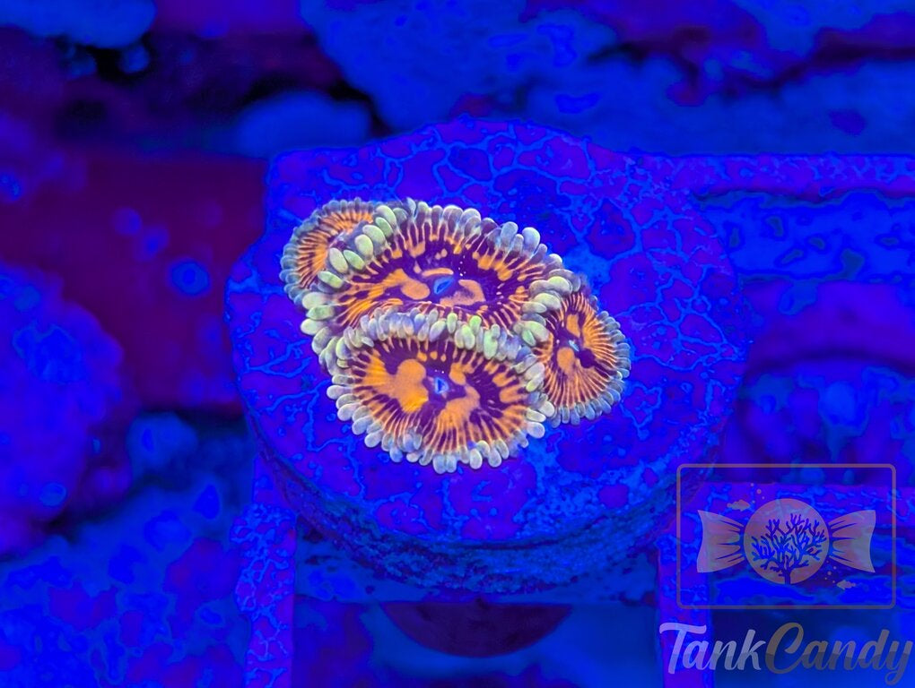 CB Grand Master Strat WYSIWYG Mini Colony ZA1