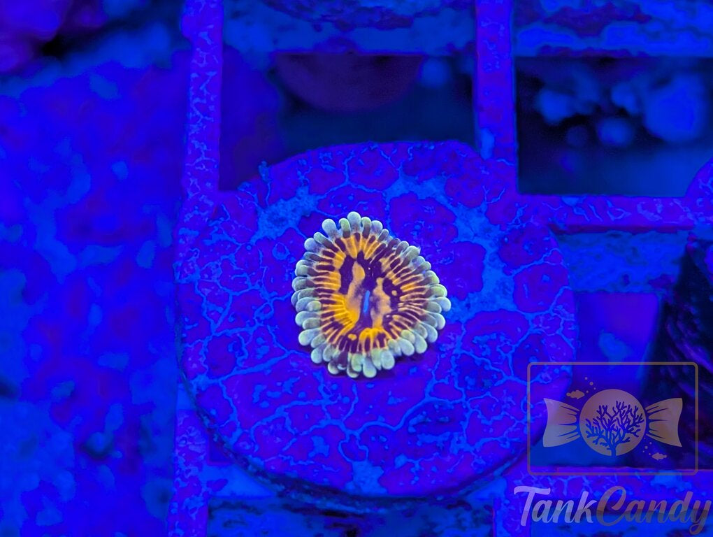 CB Grand Master Strat WYSIWYG ZA2