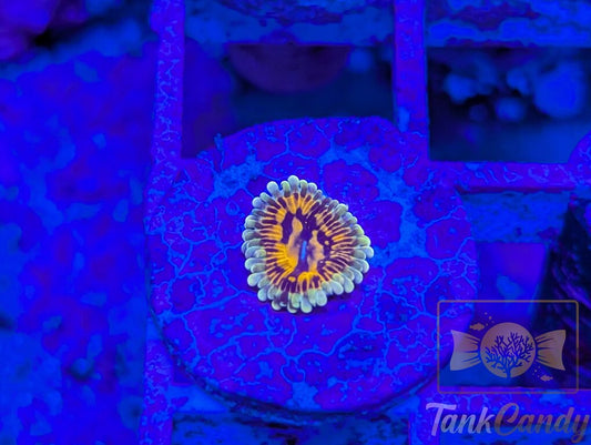 CB Grand Master Strat WYSIWYG ZA2